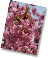pink-blo